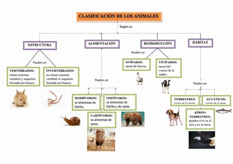 Nuestra Pizarra De Clase Clasificacion De Los Animales
