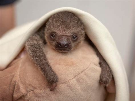 This Baby Sloth Winking At You Will Melt Your Heart Shropshire Star
