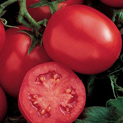 Burpee Big Pink Hybrid Tomato Seeds 40 Seeds Warehousesoverstock