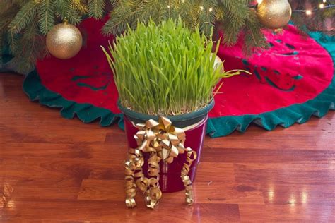 Evo Kako Se Pravilno Seje Božićna Pšenica 5 Koraka Do Bujne I Zelene