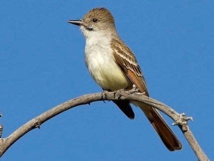 We did not find results for: Ash throated flycatcher - Alchetron, the free social ...