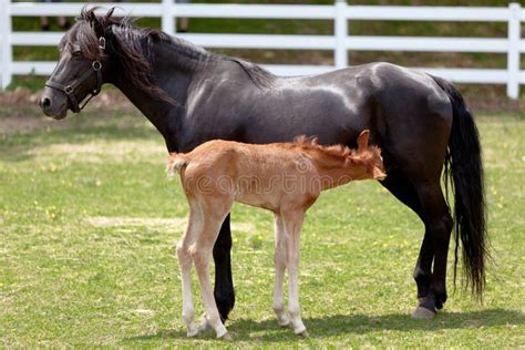 Mother Horse With Baby Stock Image Image Of Daughter 20738147