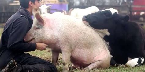 Happiest Video Ever Shows Cow And Pig Fighting For Attention The Dodo