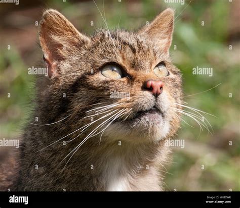 European Wild Cat Face Closeup Felis Silvestris Stock Photo Alamy
