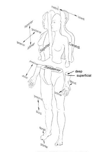 Erkekhemsire Anatomik Terimler