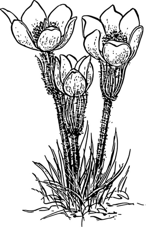 More than 12 million free png images available for download. Rose Flower Crocus Clip Art at Clker.com - vector clip art ...