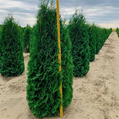 Thuja Occidentalis Pyramidalis Pyramidal Arborvitae Arborvitae