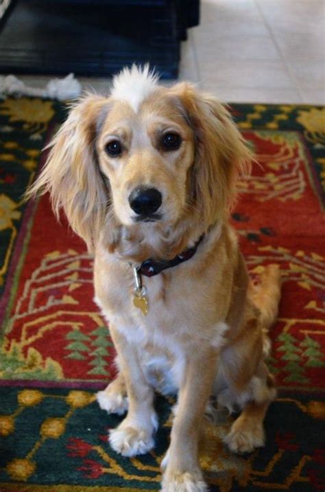 Adopt golden retriever dogs in california. Dottie » Southern California Golden Retriever Rescue - I ...
