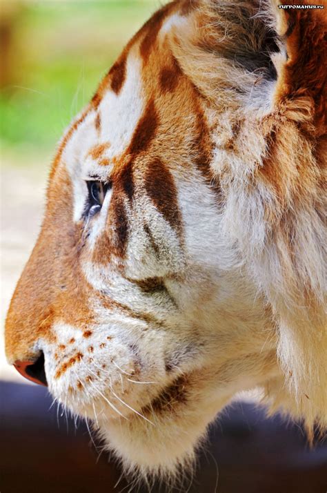Pets And Animals Golden Tiger