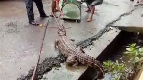 8 Foot Long Crocodile Comes Out Of Drain In Maharashtra Town