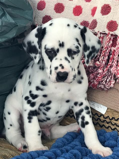 33 Dalmatian Puppies For Sale Texas Picture Bleumoonproductions