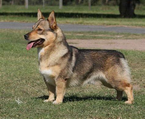 Rehome buy and sell, and give an animal a forever home with preloved! Corgi German Shepherd Mix For Sale | PETSIDI
