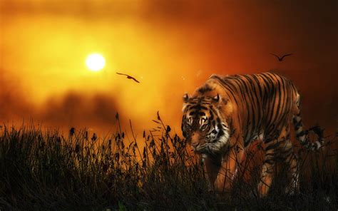 Hd Tiger Backgrounds 75 Images