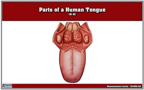 Montessori Materials Parts Of A Human Tongue Nomenclature Cards 6 9