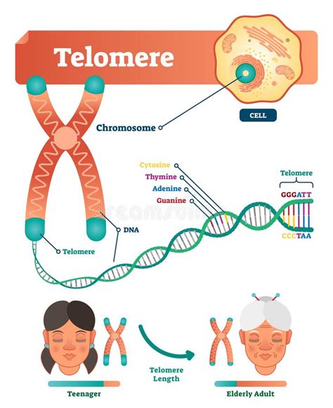 Menschliche Zelle, Chromosom Und Telomere Vektor Abbildung - Illustration von kalium, biologie ...
