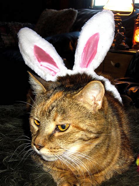Photos We Love 10 Cats Wearing Bunny Ears Catster
