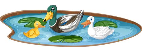 Duck Pond Vector Images Over