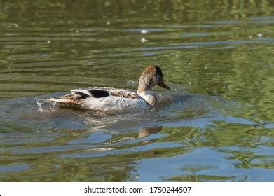 Water Off A Ducks Back Images Stock Photos D Objects Vectors