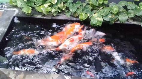 Harga terjangkau, pengerjaan cepat & bagus. Contoh Cara Membuat Kolam Ikan Koi Lahan Sempit Rumah ...