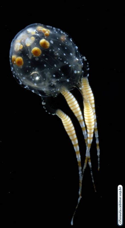 An Underwater Jellyfish With Yellow And White Stripes On Its Head