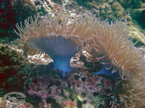 Magnificent Anemone Heteractis Magnifica Chaloklum Diving Koh