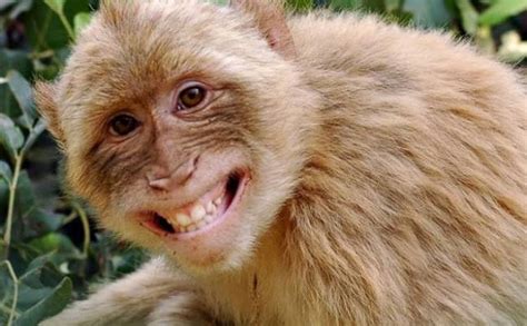 Do Not Mistake Monkeys Expressions With Smiles And Pouts They May