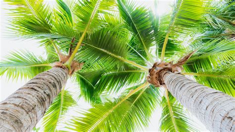 Worm S Eye View Of Palm Trees In Skyrays Background Hd Nature Wallpapers Hd Wallpapers Id