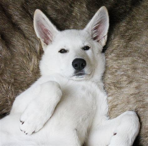 White German Shepherd Puppies Price