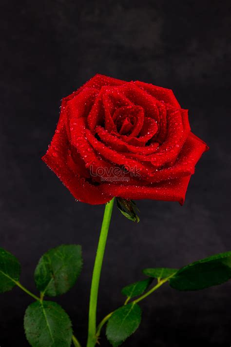 Rose Close Up Picture And Hd Photos Free Download On Lovepik