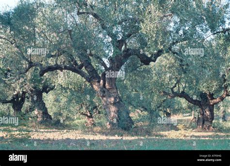 Old Olive Trees Stock Photo Alamy