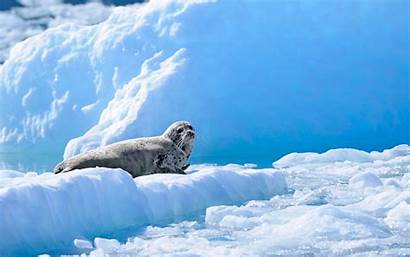 Seal Antarctica Background Animal Wallpapers Desktop Backgrounds