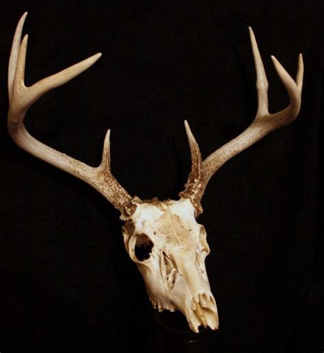 Whitetail Deer Skull With Antlers Rustic Real Bone 8500 Via Etsy