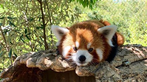 Sedgwick County Zoos Newest Addition Ravi The Red Panda Now On Exhibit