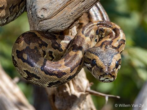 Southern African Python (Python natalensis) from Limpopo, South Africa ...