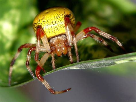 I Love Insects A Cool Looking Yellow Spider With Striped White And Red