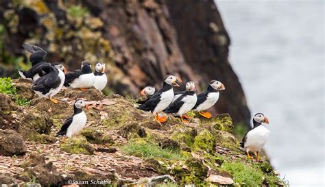 Puffins At The Islands Edge Atlantic Puffin Newfoundland Flickr