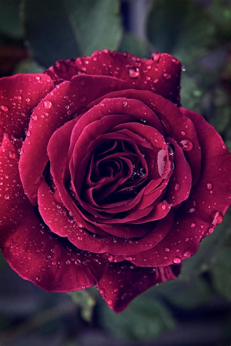 Roses belong to the family of plants called rosaceae. Succulent Red Rose Pictures, Photos, and Images for ...