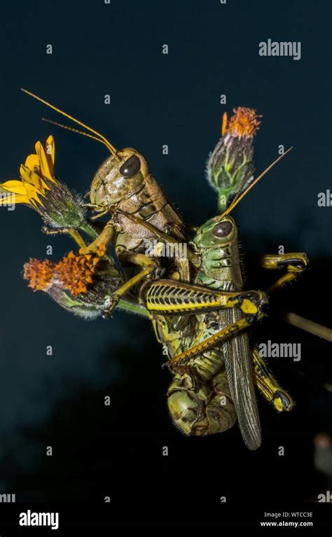 Grasshoppers Mating Hi Res Stock Photography And Images Alamy