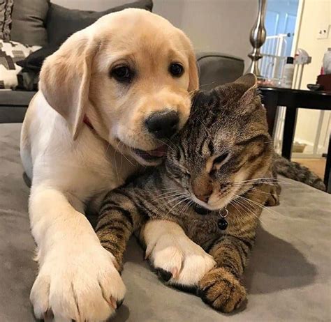 24 Cats And Dogs Who Fell In Love With Each Other The Frisky Cute