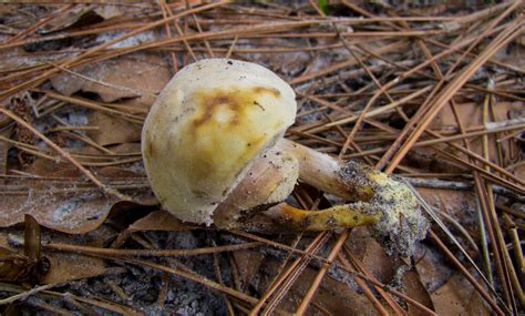 Stinky Bolete Mushroom Hunting And Identification Shroomery