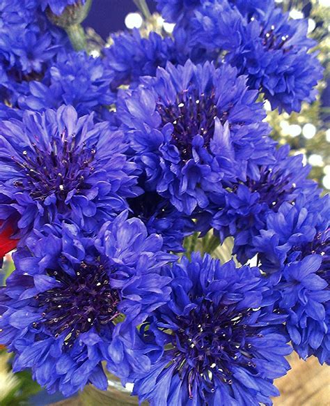 Cornflower Annual ‘blue Boy Seeds Cottage Garden Seed