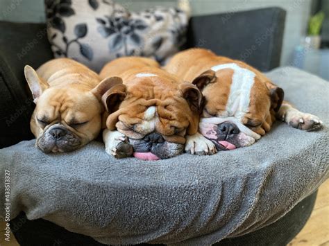 How Much Do English Bulldogs Sleep