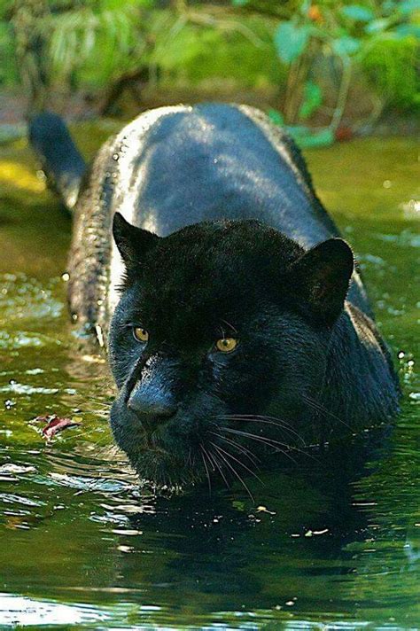 Jaguar One Of The More Impressive Animals Panteras Felino Animales