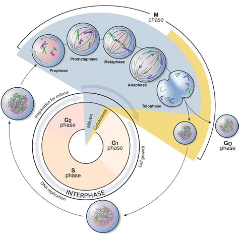 32 The Cell Cycle Cell Division Siyavula Images And Photos Finder