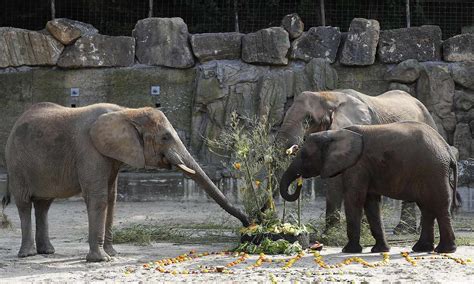 Tiergarten Schönbrunn Wieder Zum Besten Zoo Europas Gewählt