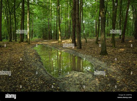 Puddle Rain Forest Hi Res Stock Photography And Images Alamy