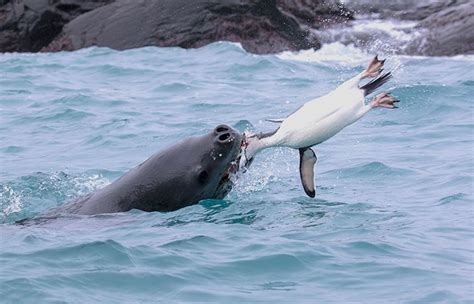 Leopard Seal Vs Killer Whale