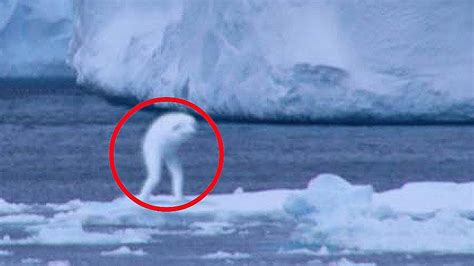 10 Mysterious Creatures Caught On Camera Youtube