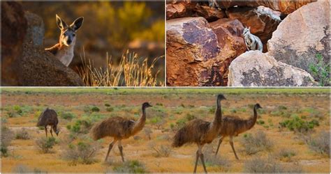 Things To See And Do In West Macdonnell Ranges