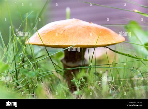 One Edible Mushroom Suillus In Grass Close Up Stock Photo Alamy